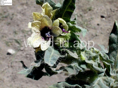 henbane, black
